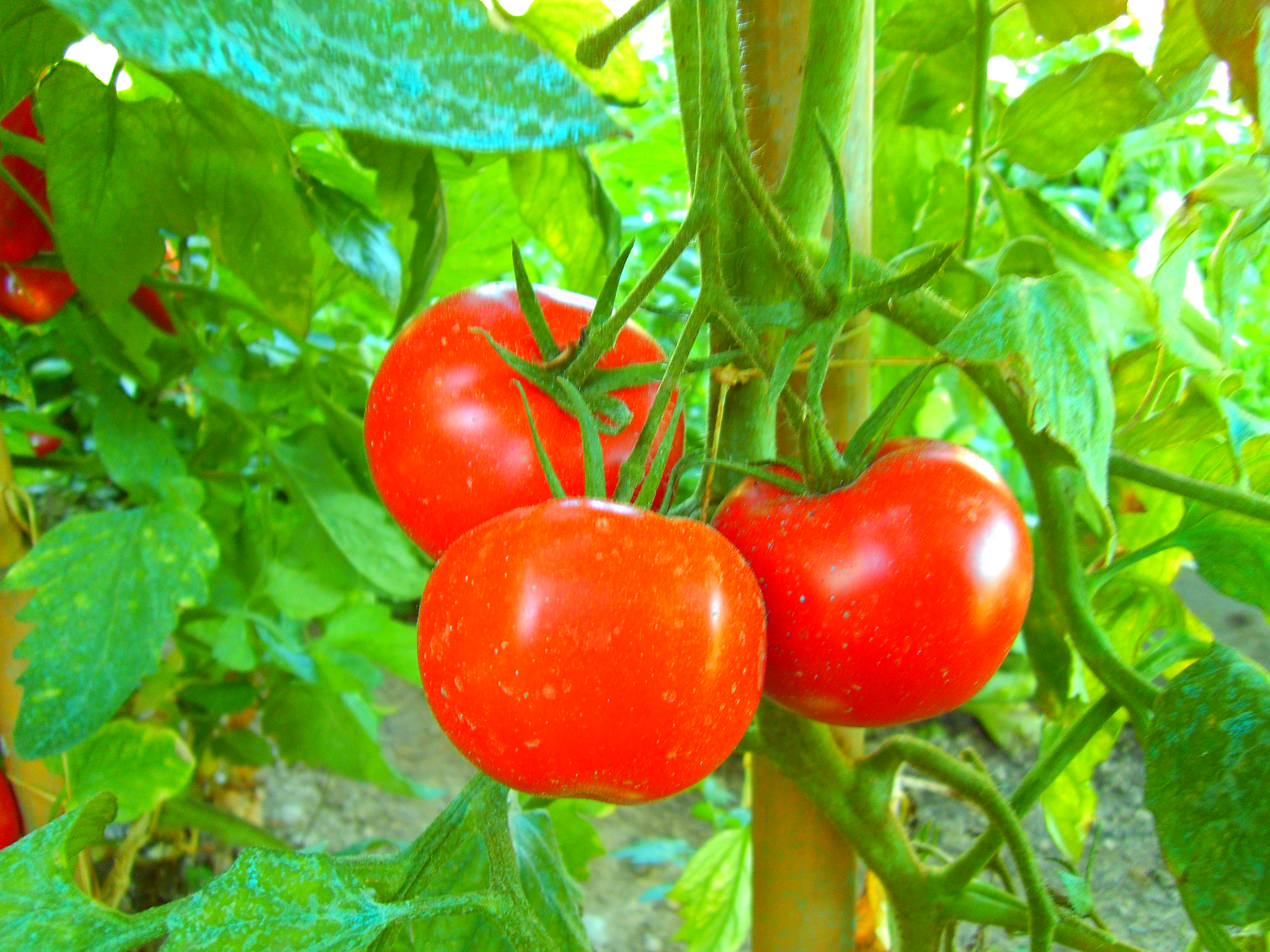 Pomodori piantina - Marmaglia