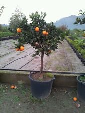 Mandarino Kumquat